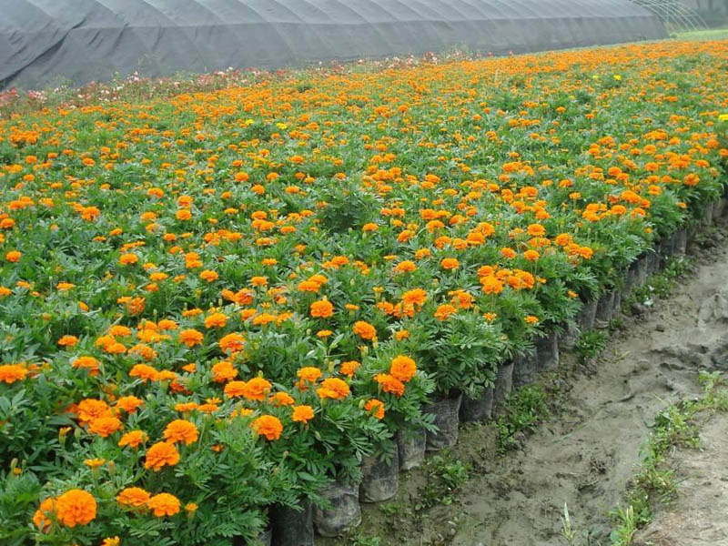 青州草花苗木種植基地為您講解宿根花卉的栽培養護要點